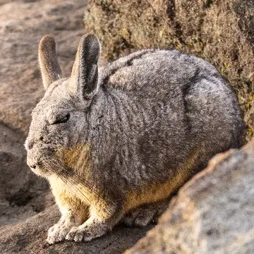 Vizcacha de la sierra, foto de jandres_wild