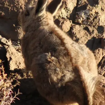 Vizcacha de la sierra, foto de Vale