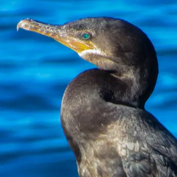 Yeco, foto de cinclodessp