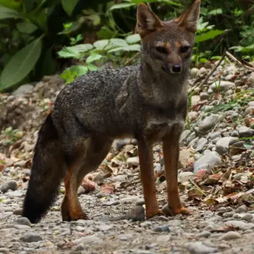 Zorro chilla, foto de Javiernaturalist
