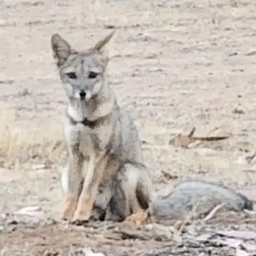 Zorro chilla, foto de MichitaChungunga