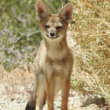 Zorro chilla, foto de PhymaturusMaulense