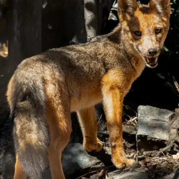 Zorro culpeo, foto de LuisFaunaCl