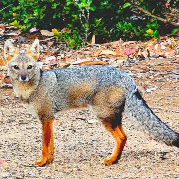 Zorro culpeo, foto de MichitaChungunga
