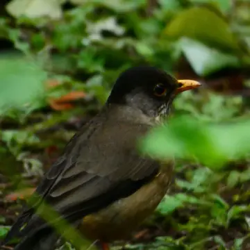 Zorzal, foto de Danipantera