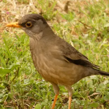 Zorzal, foto de Danipantera