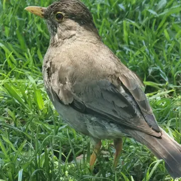 Zorzal, foto de Kachele