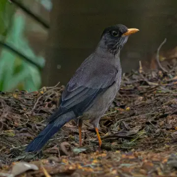Zorzal, foto de LuisFaunaCl